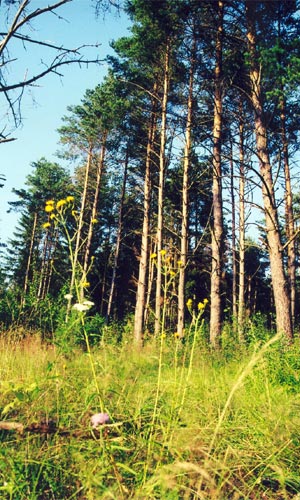 Member Photo