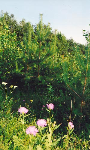 Member Photo